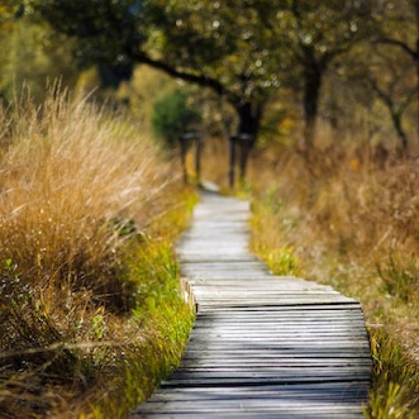 adventure-boardwalk-countryside-daylight-289327
